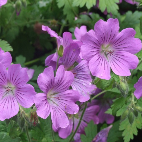 Geranium, Bourbon  2